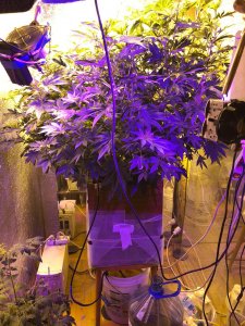 Полицейские УВД по САО задержали мужчину, занимавшегося незаконным культивированием растений